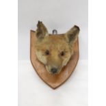 A TAXIDERMY FOXES HEAD ON A SHIELD SHAPED WOODEN PLINTH