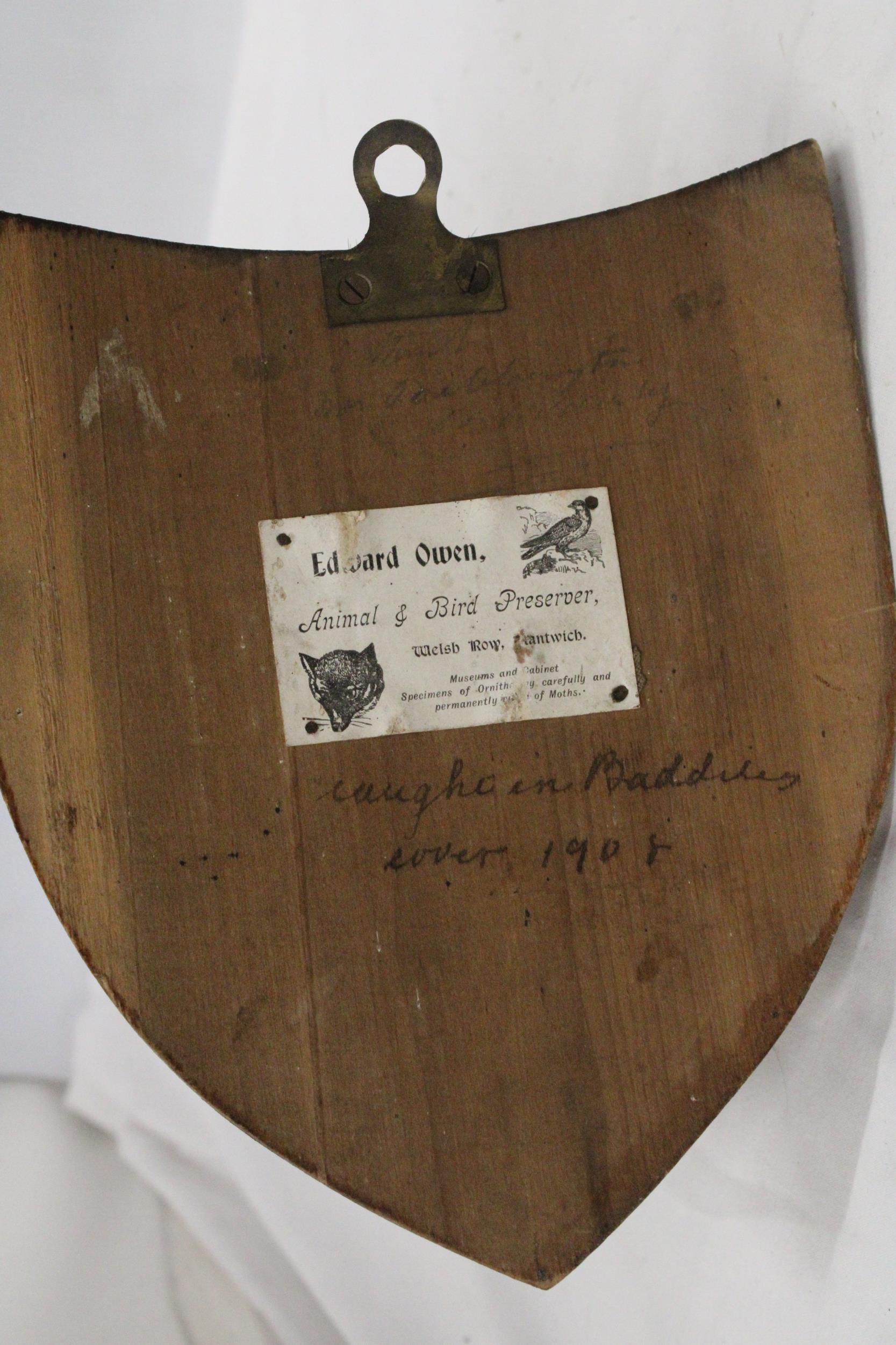 A TAXIDERMY OF A BADGER HEAD ON A SHIELD SHAPED WOODEN PLINTH - Image 6 of 6