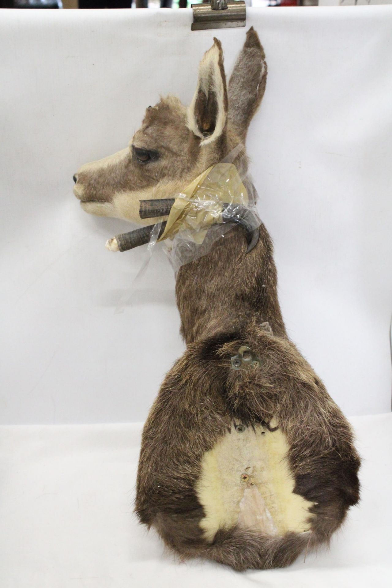 A TAXIDERMY OF A DEER WITH HORNS - Image 4 of 6