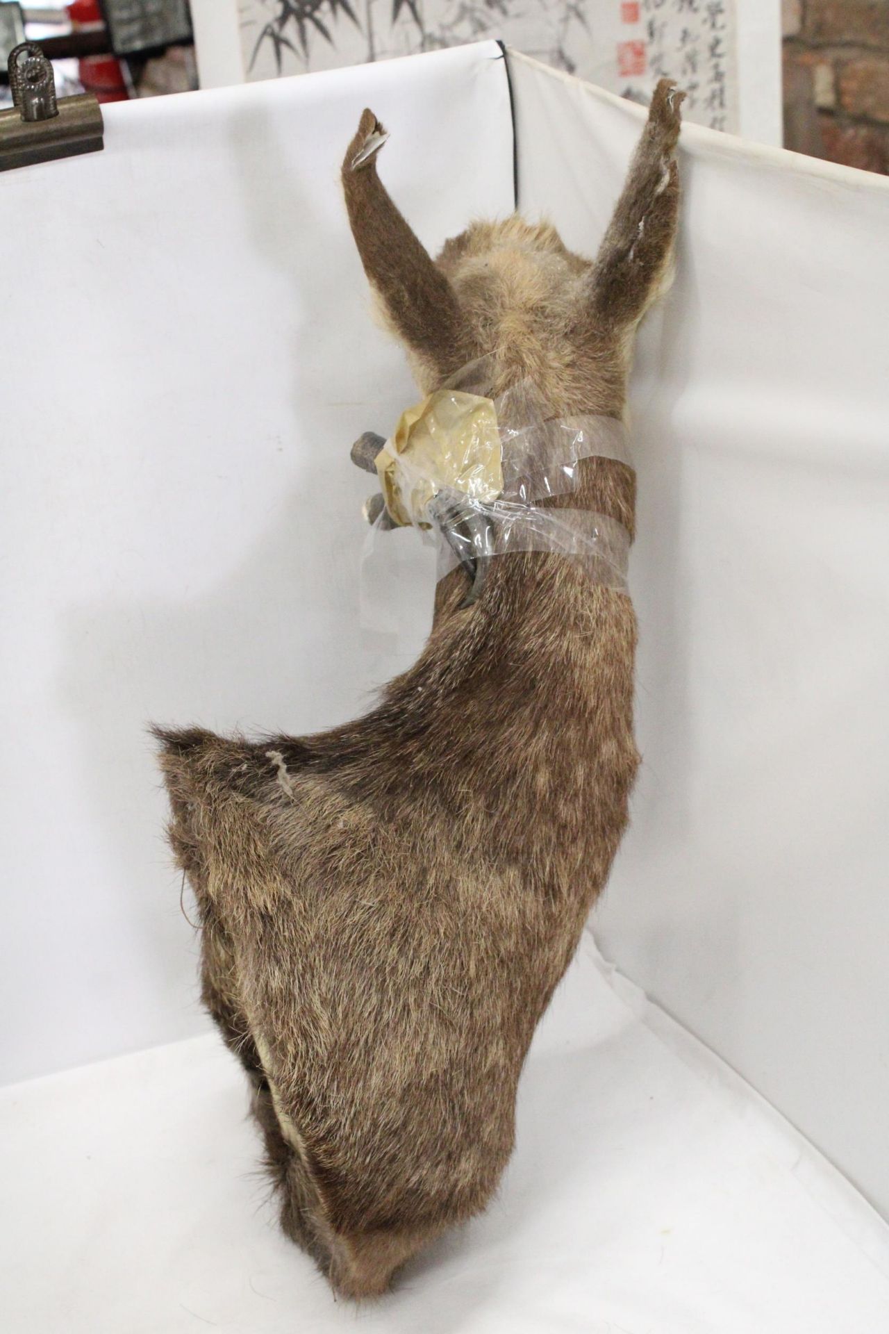 A TAXIDERMY OF A DEER WITH HORNS - Image 2 of 6