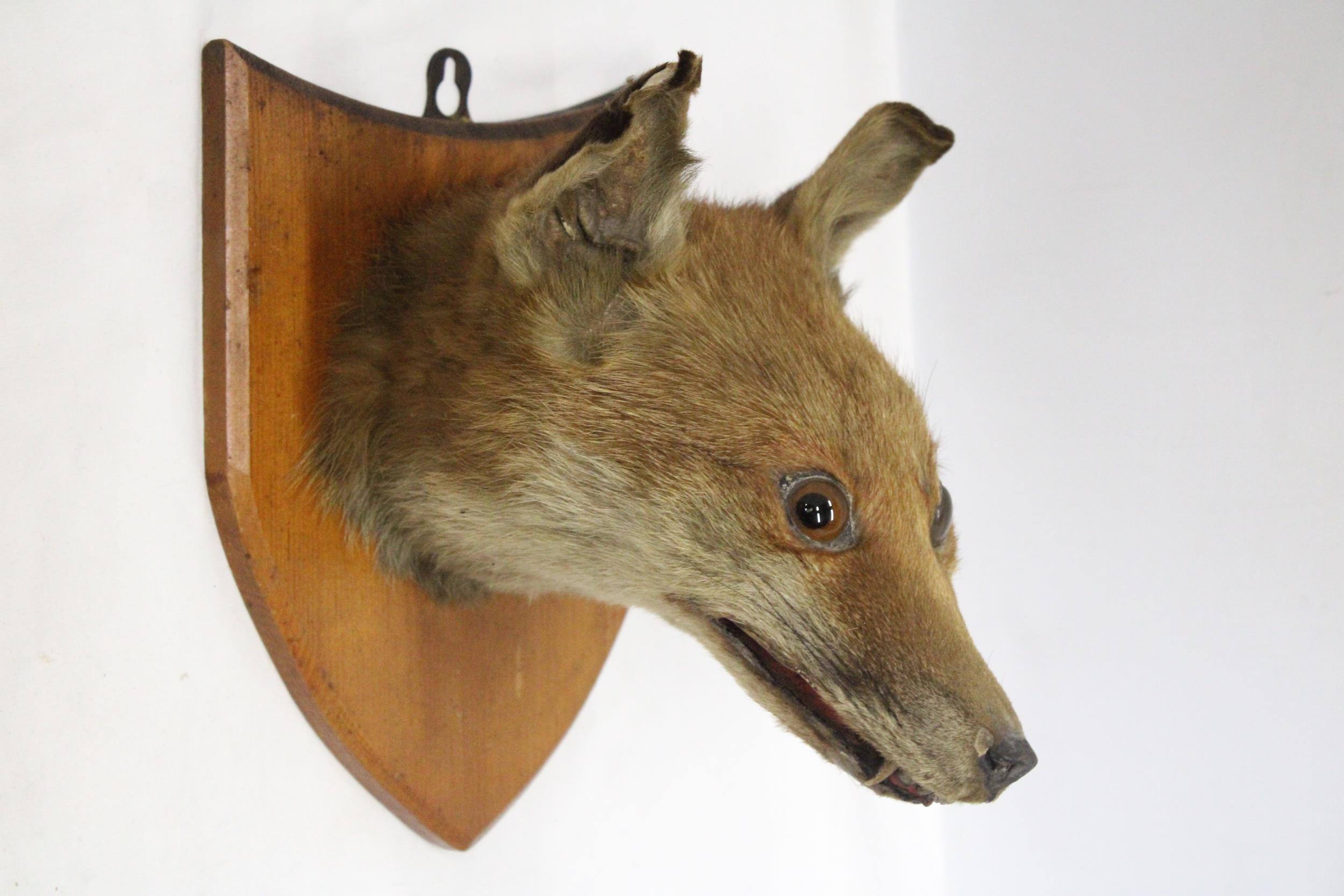 A TAXIDERMY FOXES HEAD ON A SHIELD SHAPED WOODEN PLINTH - Image 4 of 6