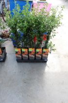 A TRAY OF TEN PYRACANTHA GOLDEN CHARM