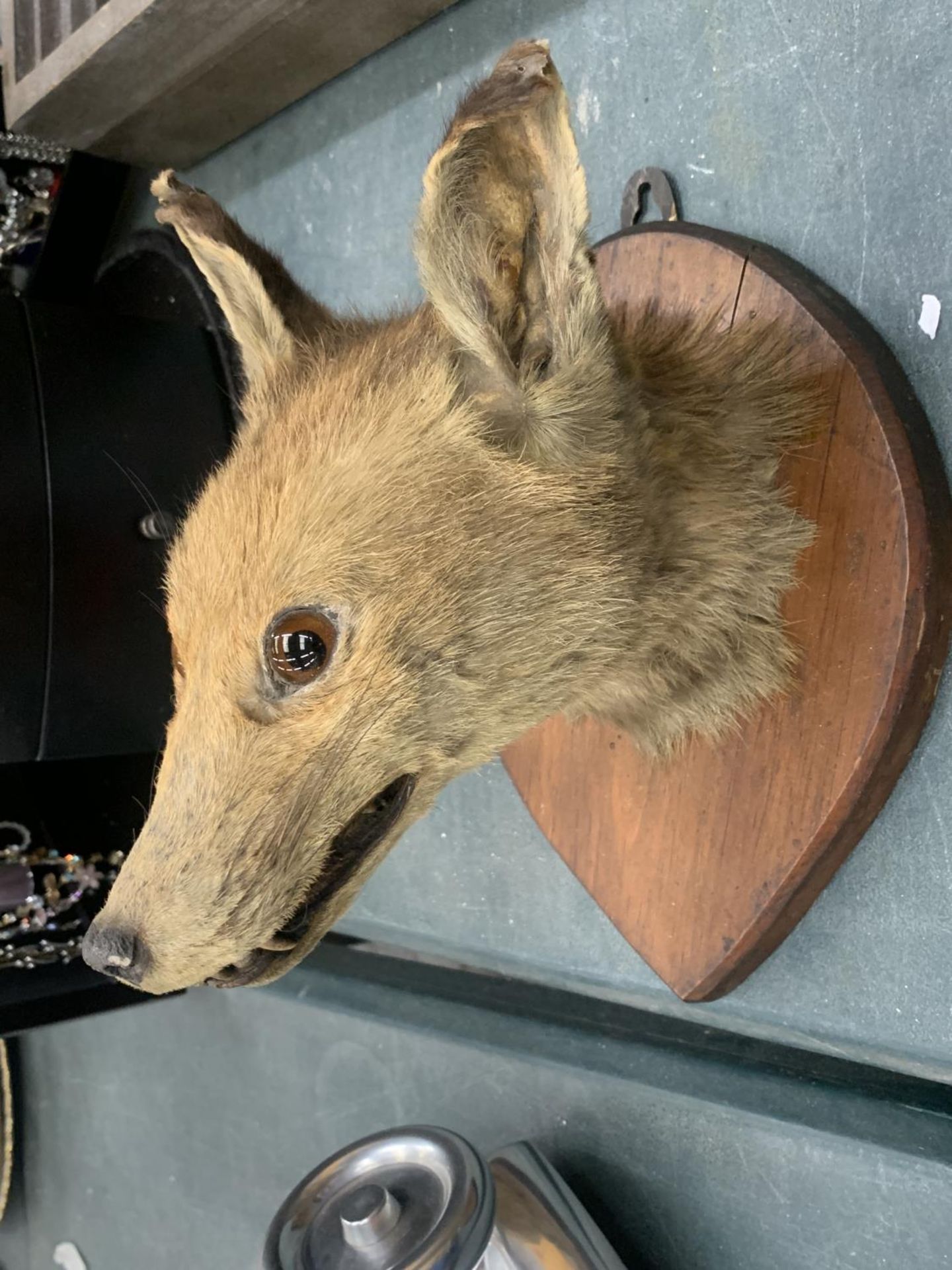 A TAXIDERMY FOX HEAD ON A SHIELD SHAPED WOODEN PLINTH - Image 3 of 4