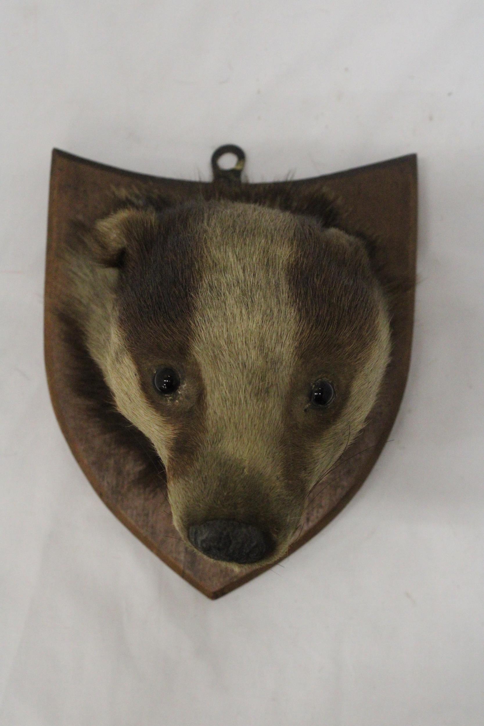 A TAXIDERMY OF A BADGER HEAD ON A SHIELD SHAPED WOODEN PLINTH - Image 2 of 6
