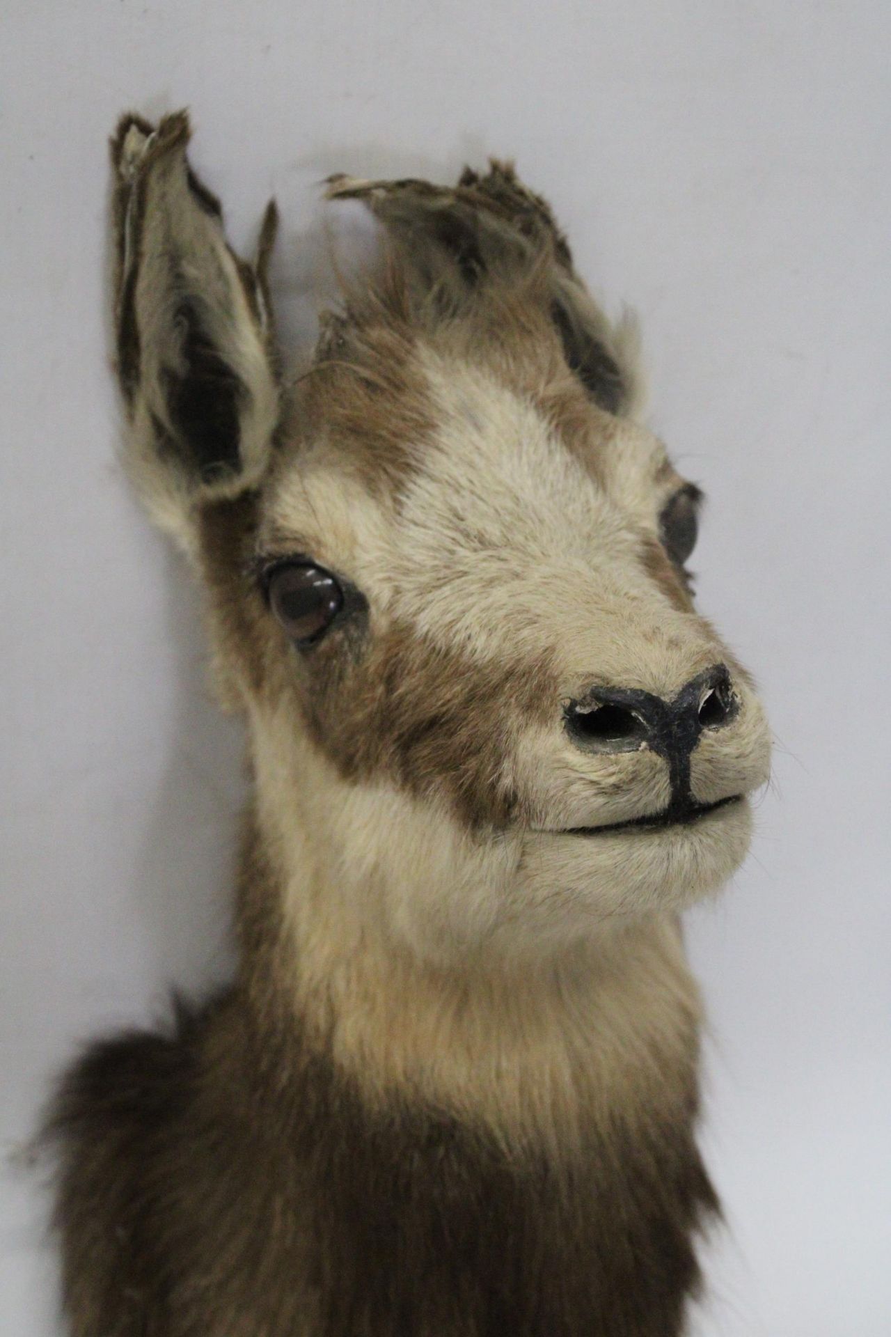 A TAXIDERMY OF A DEER HEAD - Image 4 of 4