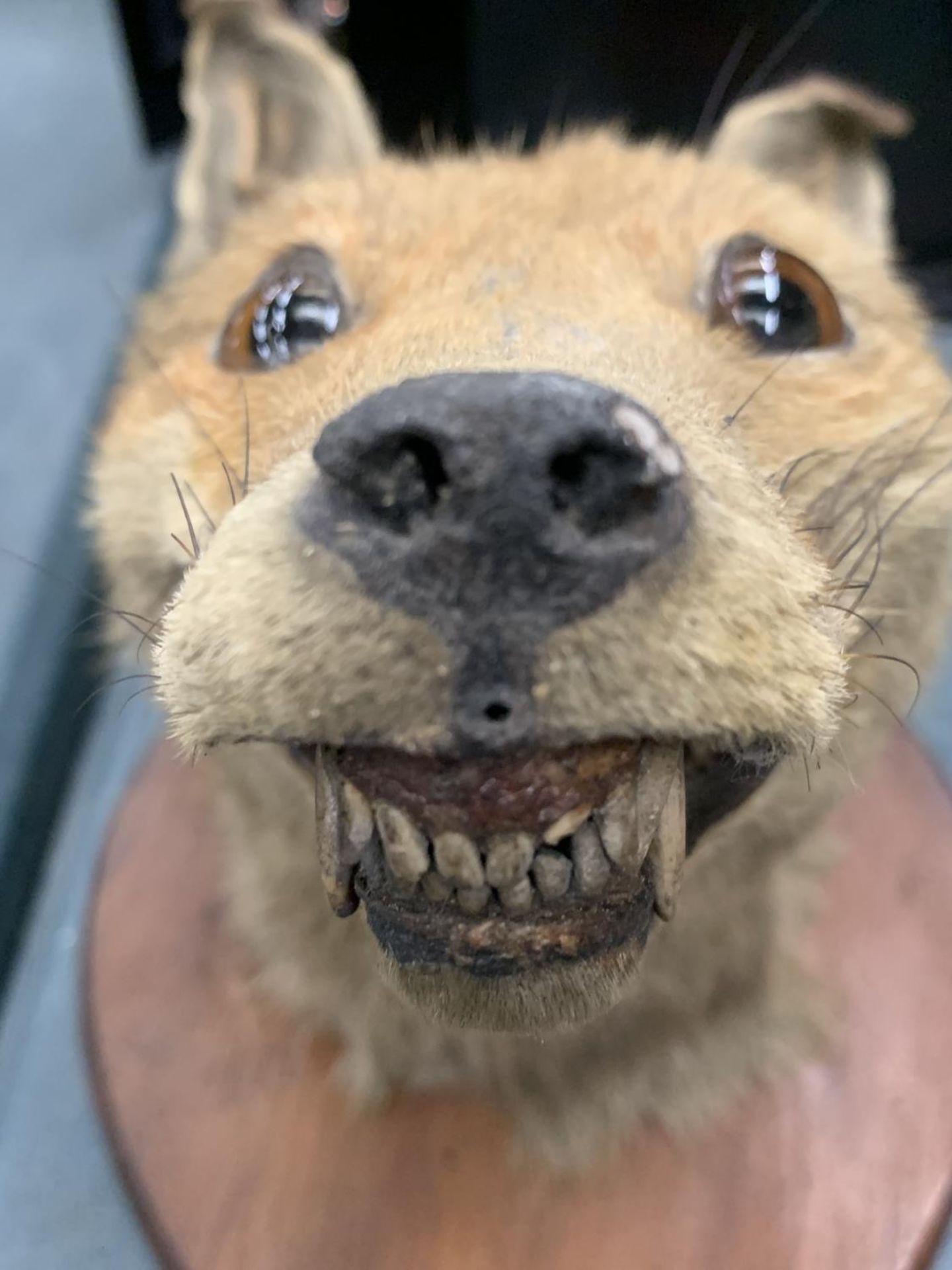 A TAXIDERMY FOX HEAD ON A SHIELD SHAPED WOODEN PLINTH - Image 2 of 4