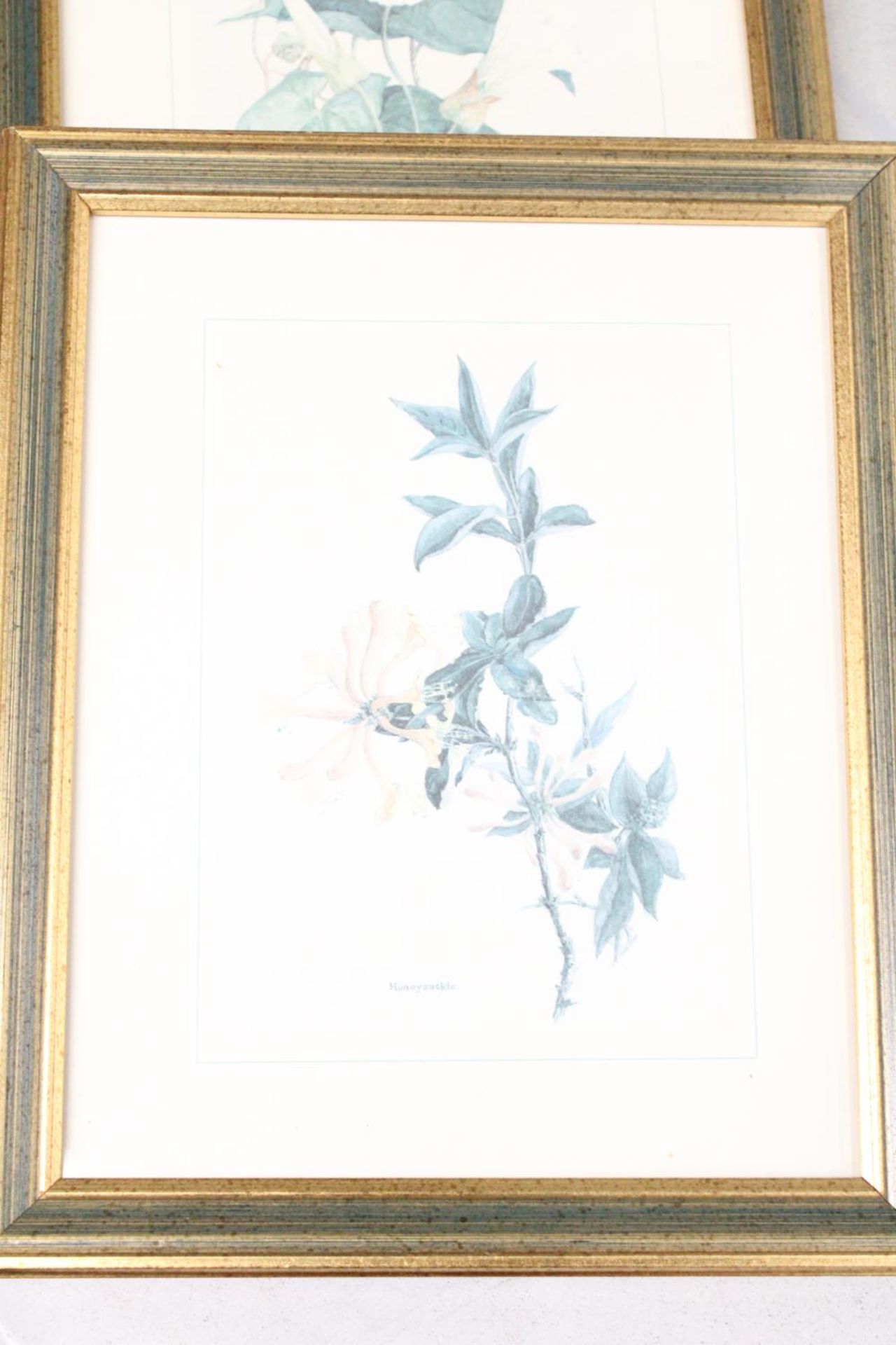 THREE FRAMED HORTICULTURAL PRINTS - Image 2 of 4