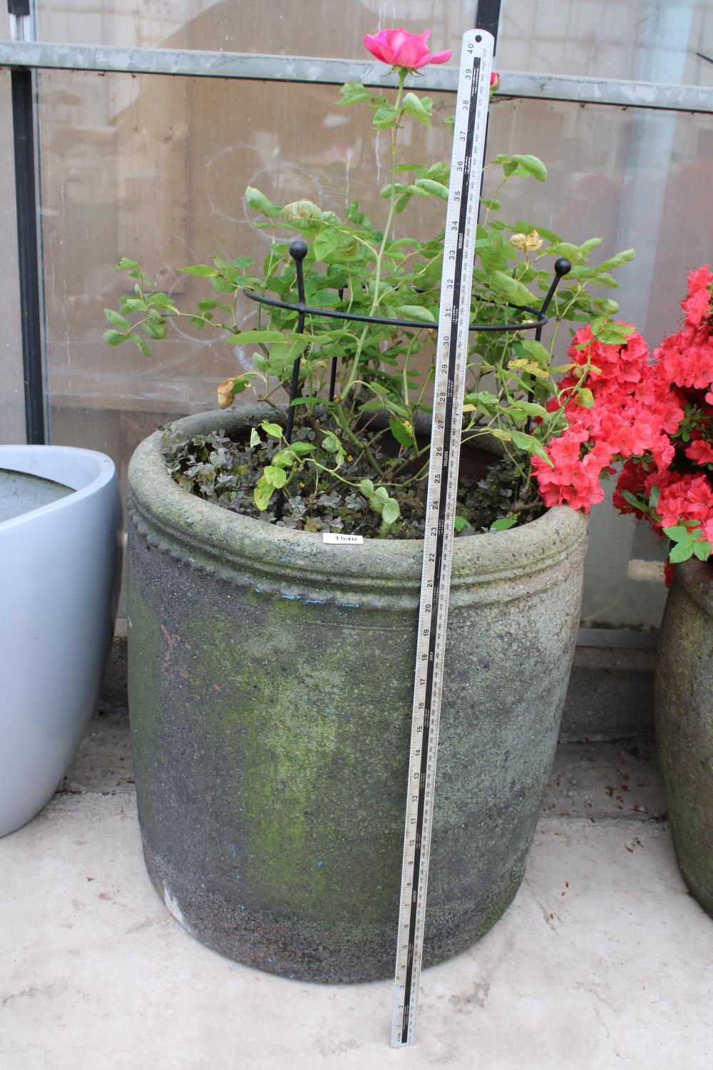 A LARGE RECONSTITUTED STONE PLANTER COMPLETE WITH A PINK ROSE (H:56CM)