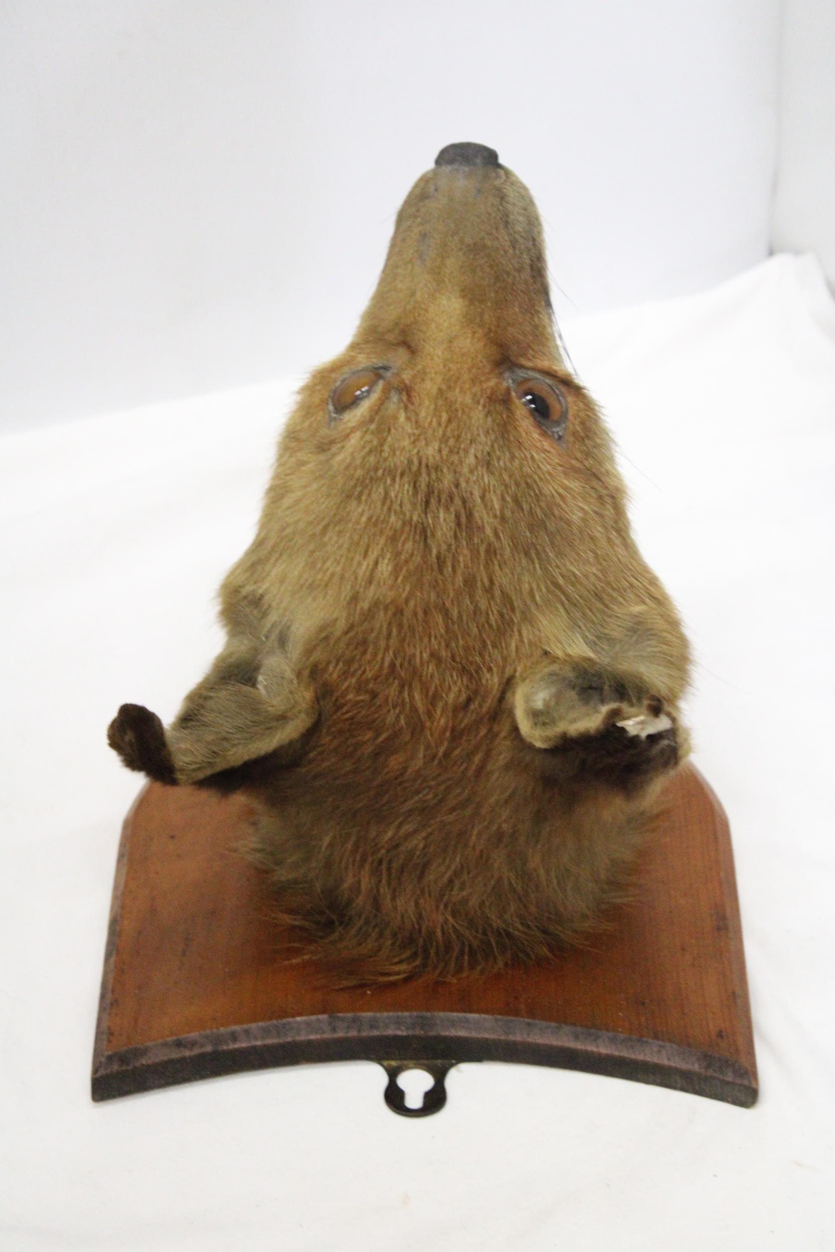 A TAXIDERMY FOXES HEAD ON A SHIELD SHAPED WOODEN PLINTH - Image 5 of 6