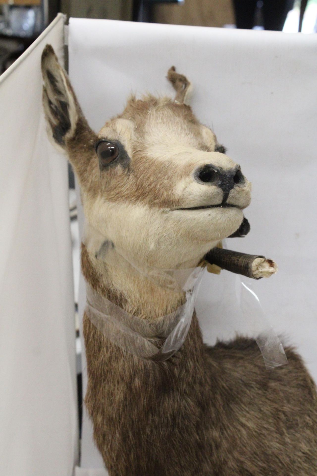 A TAXIDERMY OF A DEER WITH HORNS - Image 6 of 6