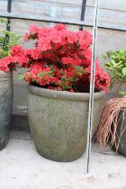 A LARGE TERRACOTTA PLANT POT C OMPLETE WITH AN AZALEA (H:48CM)