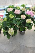 FOUR PINK HYDRANGEAS