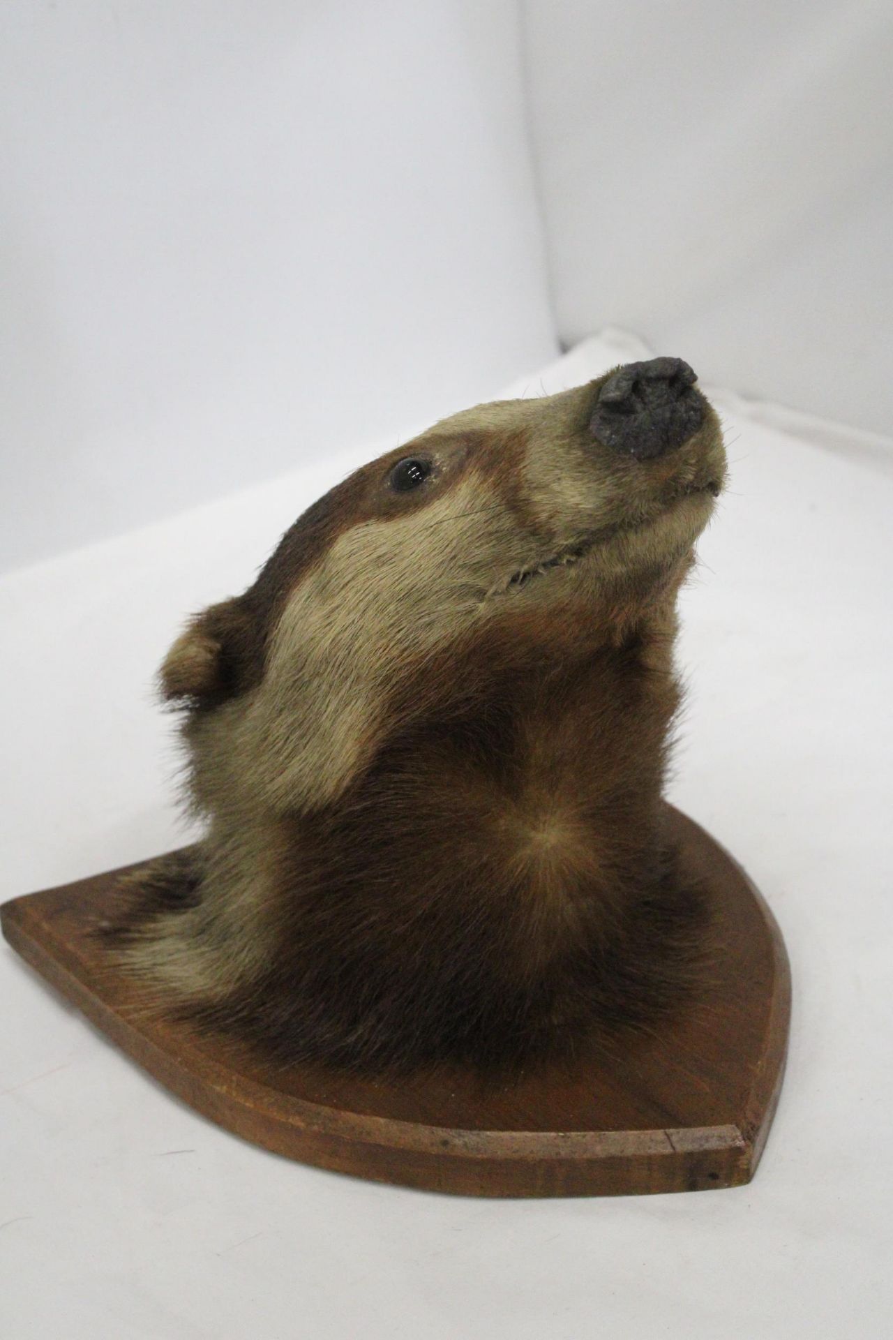 A TAXIDERMY OF A BADGER HEAD ON A SHIELD SHAPED WOODEN PLINTH - Image 3 of 6