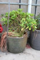 A LARGE RECONSTITUTED STONE PLANT POT COMPLETE WITH A SHRUB (H:39CM)