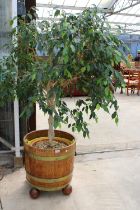 A VINTAGE OAK AND BRASS BANDED TWIN HANDLE BARREL PLANTER ON A BALL FEET BASE AND COMPLETE WITH AN