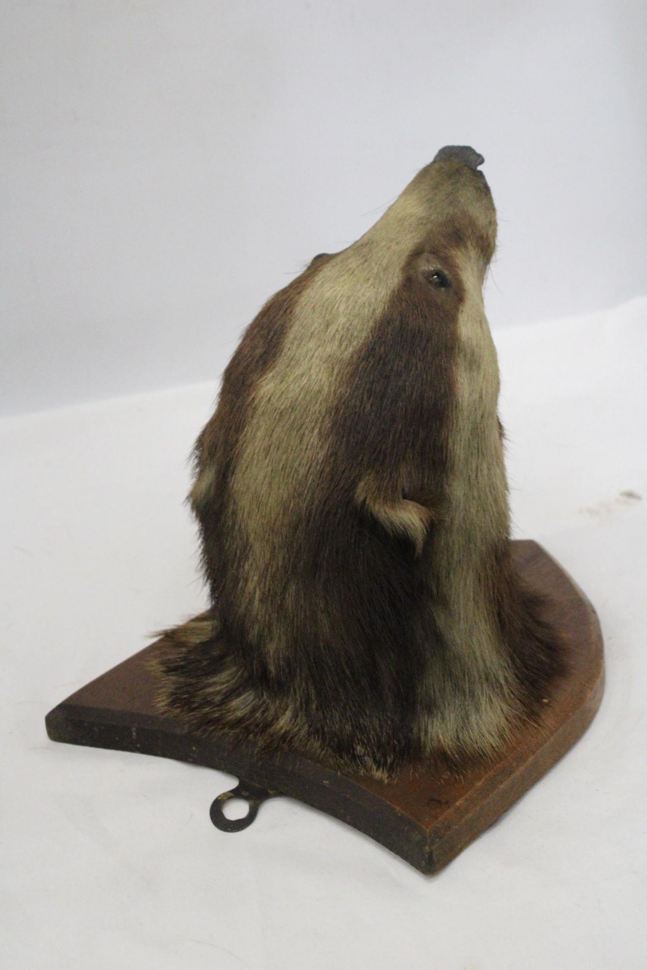A TAXIDERMY OF A BADGER HEAD ON A SHIELD SHAPED WOODEN PLINTH - Image 4 of 6