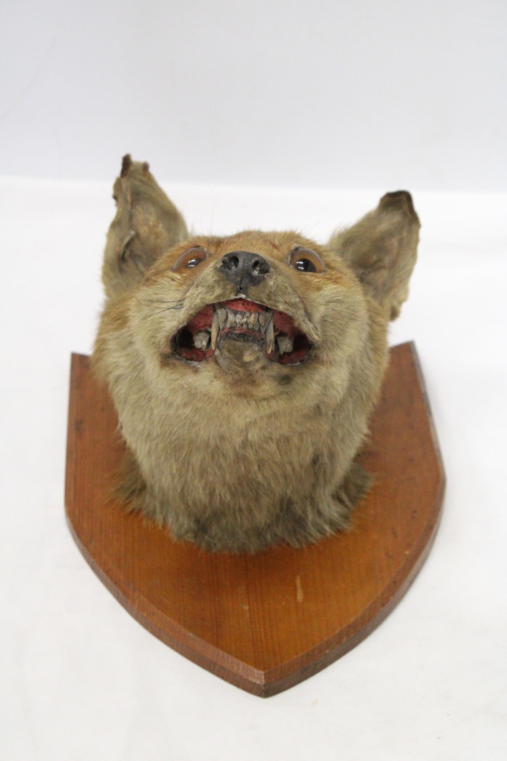 A TAXIDERMY FOXES HEAD ON A SHIELD SHAPED WOODEN PLINTH - Image 3 of 6