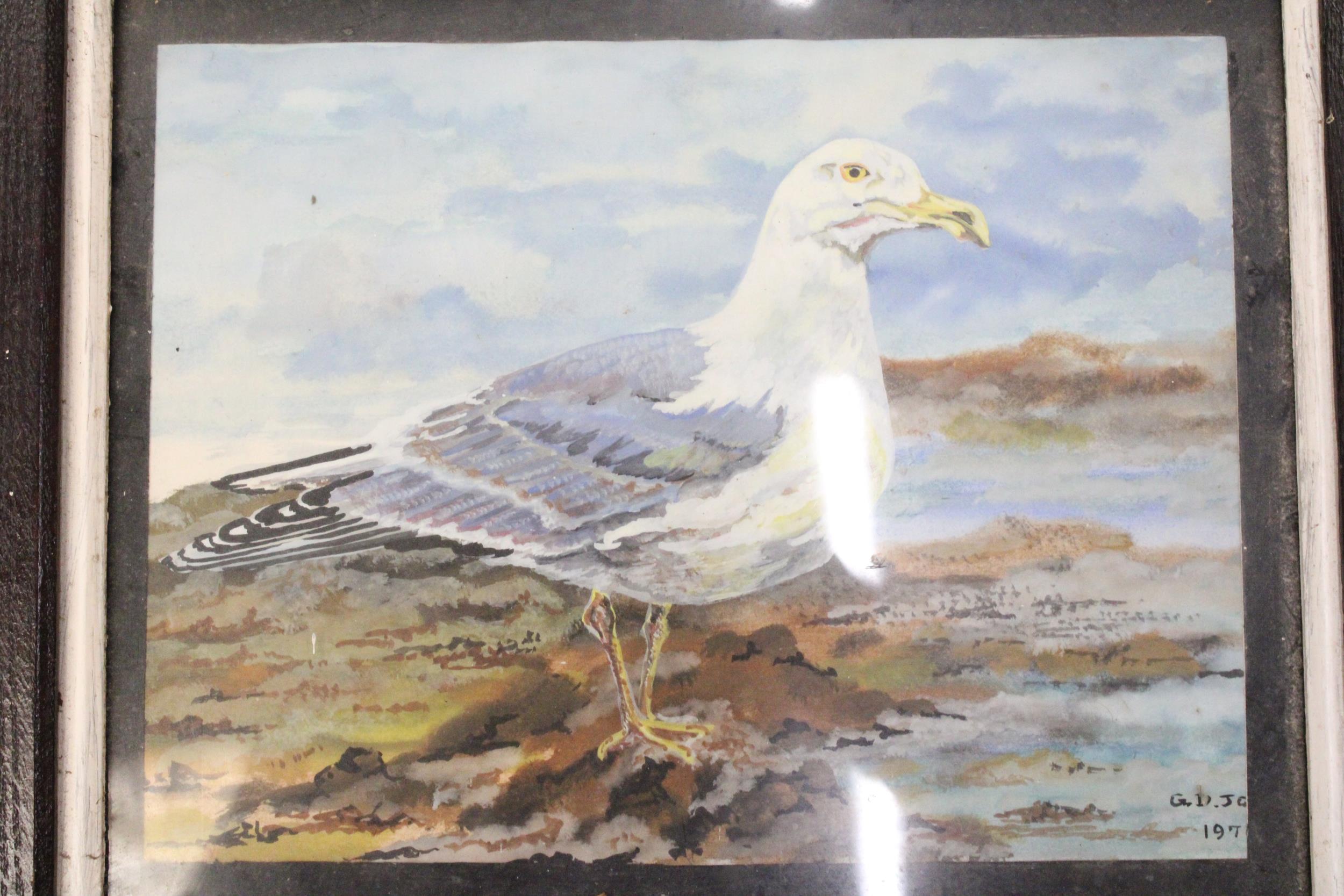 A 1970S WATERCOLOUR "THE HERRING GULL" SIGNED G.D.JOHNS - Image 2 of 5