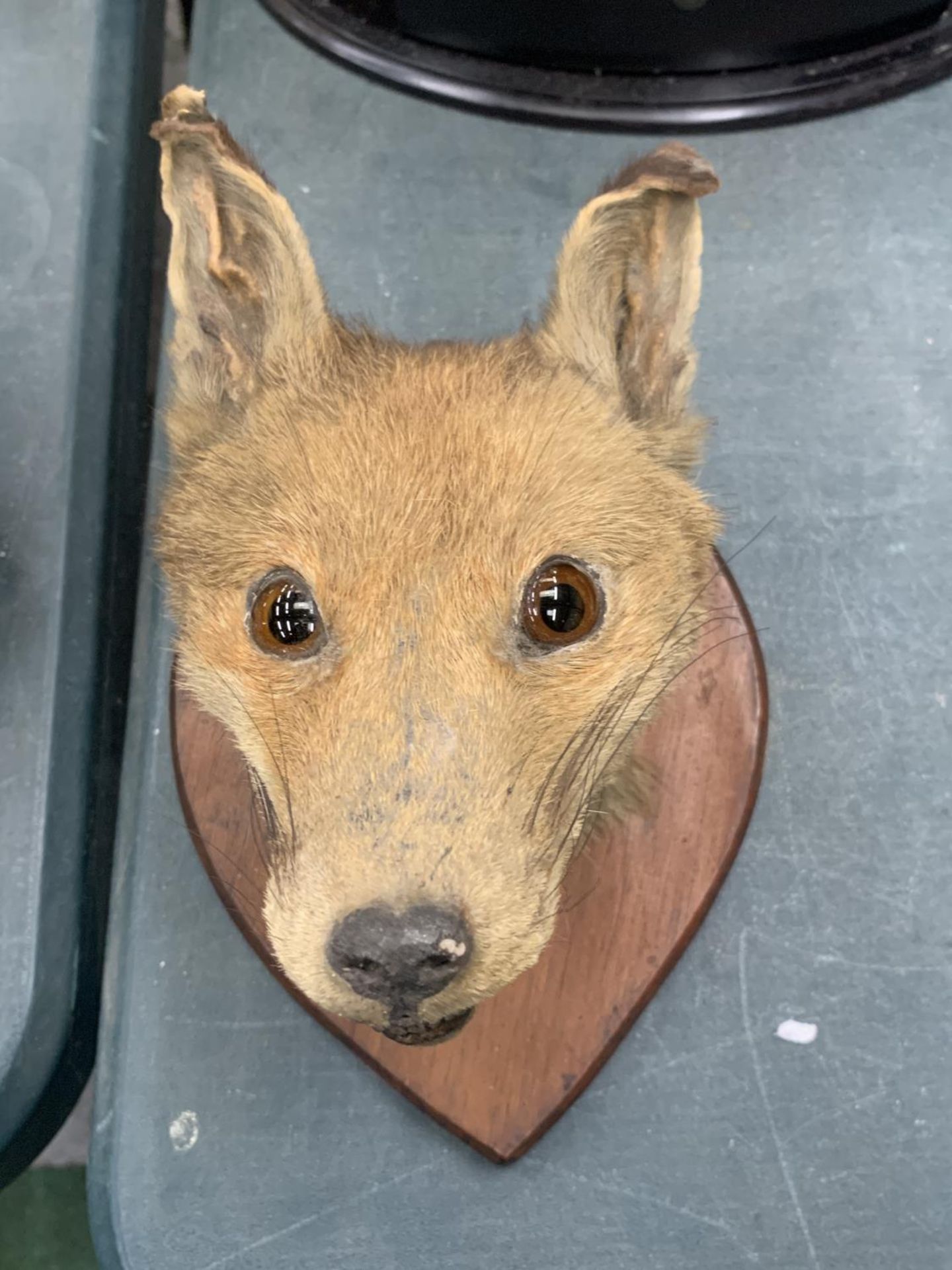 A TAXIDERMY FOX HEAD ON A SHIELD SHAPED WOODEN PLINTH