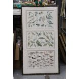 A FRAMED PRINT OF WATER BIRDS AND BIRDS OF PREY