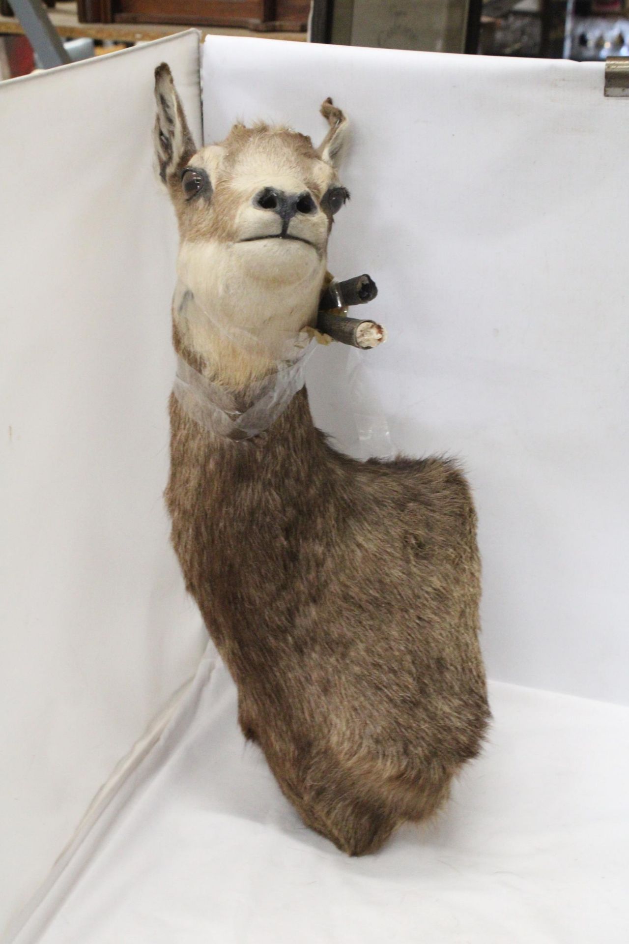 A TAXIDERMY OF A DEER WITH HORNS - Image 5 of 6