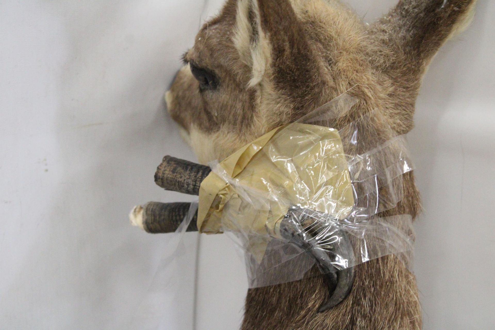 A TAXIDERMY OF A DEER WITH HORNS - Image 3 of 6