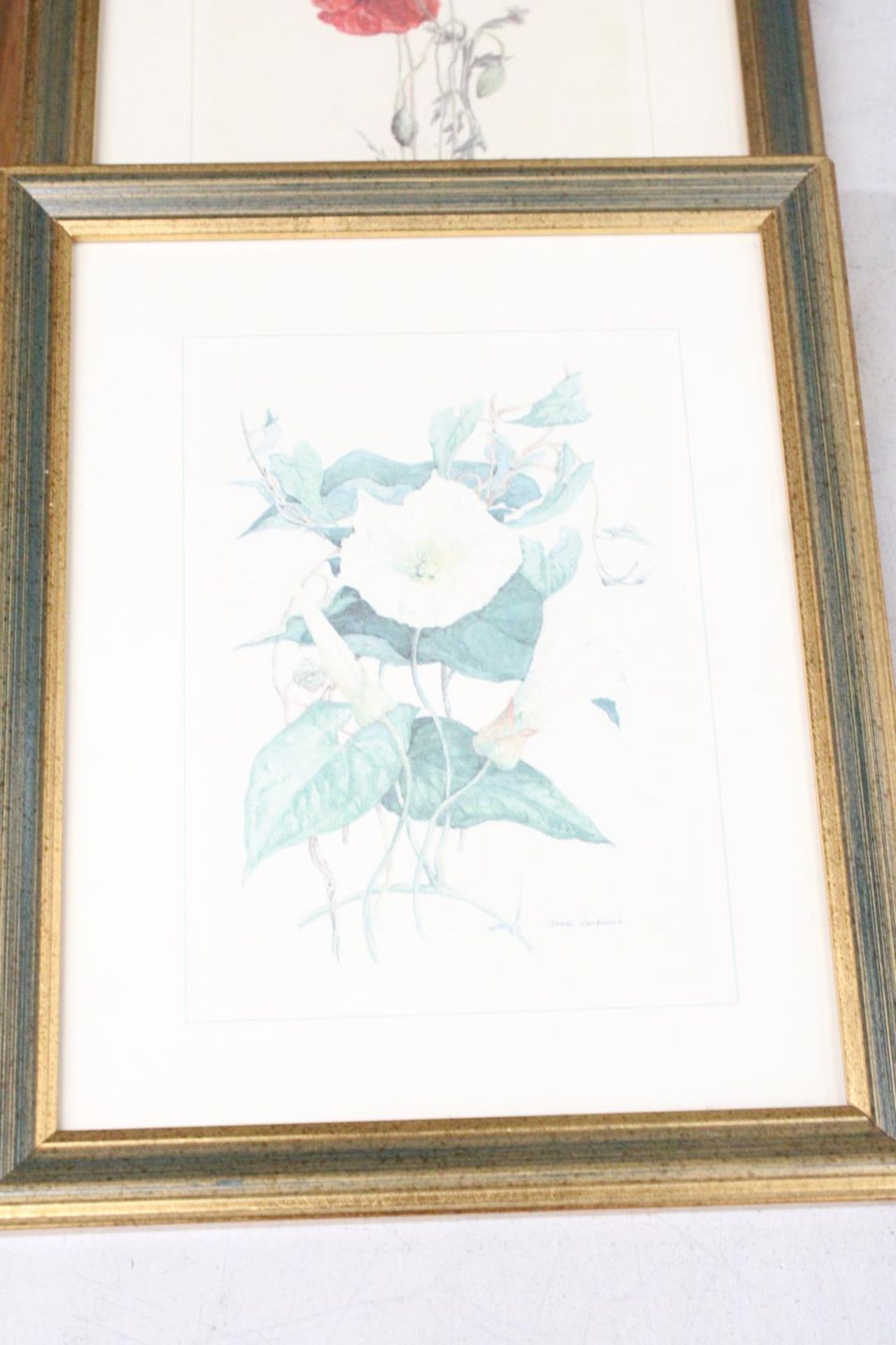 THREE FRAMED HORTICULTURAL PRINTS - Image 3 of 4