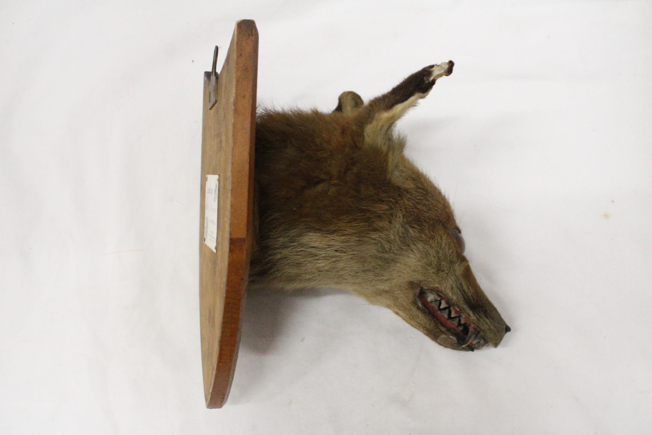 A TAXIDERMY FOXES HEAD ON A SHIELD SHAPED WOODEN PLINTH - Image 2 of 6