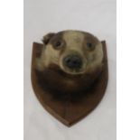 A TAXIDERMY OF A BADGER HEAD ON A SHIELD SHAPED WOODEN PLINTH