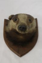A TAXIDERMY OF A BADGER HEAD ON A SHIELD SHAPED WOODEN PLINTH