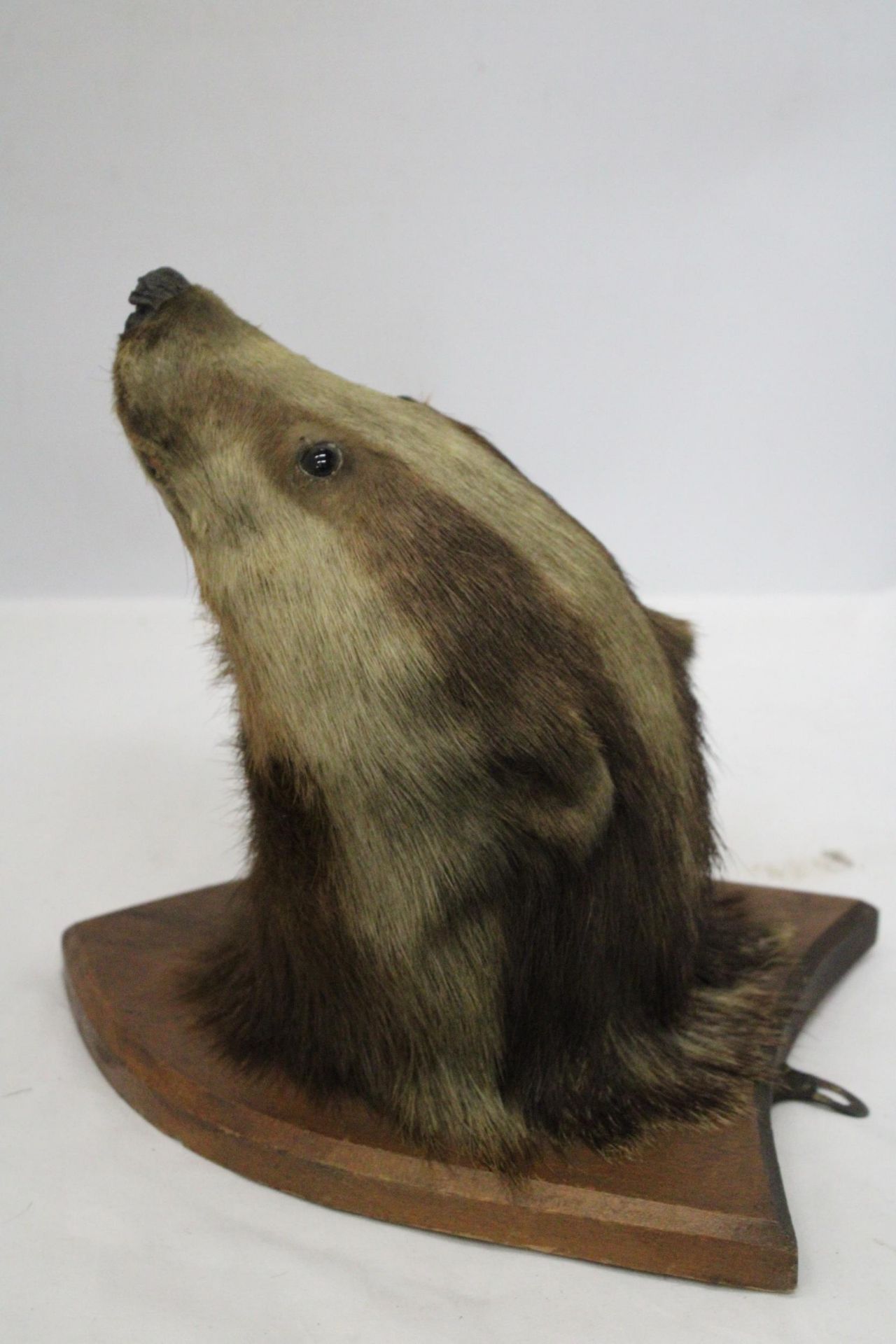 A TAXIDERMY OF A BADGER HEAD ON A SHIELD SHAPED WOODEN PLINTH - Image 5 of 6
