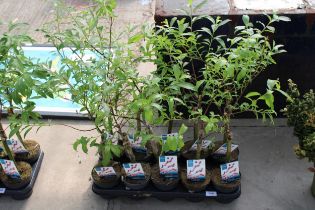 A TRAY OF TEN PATIO SALIX 'MOUNT ASO'