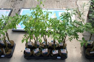 A TRAY OF TEN PATIO SALIX 'MOUNT ASO'