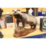 A TAXIDERMY BADGER ON MOUNT - 34" LONG