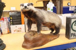 A TAXIDERMY BADGER ON MOUNT - 34" LONG