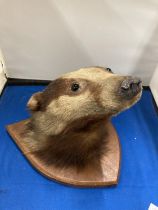 A TAXIDERMY OF A BADGER HEAD ON A SHIELD SHAPED WOODEN PLINTH