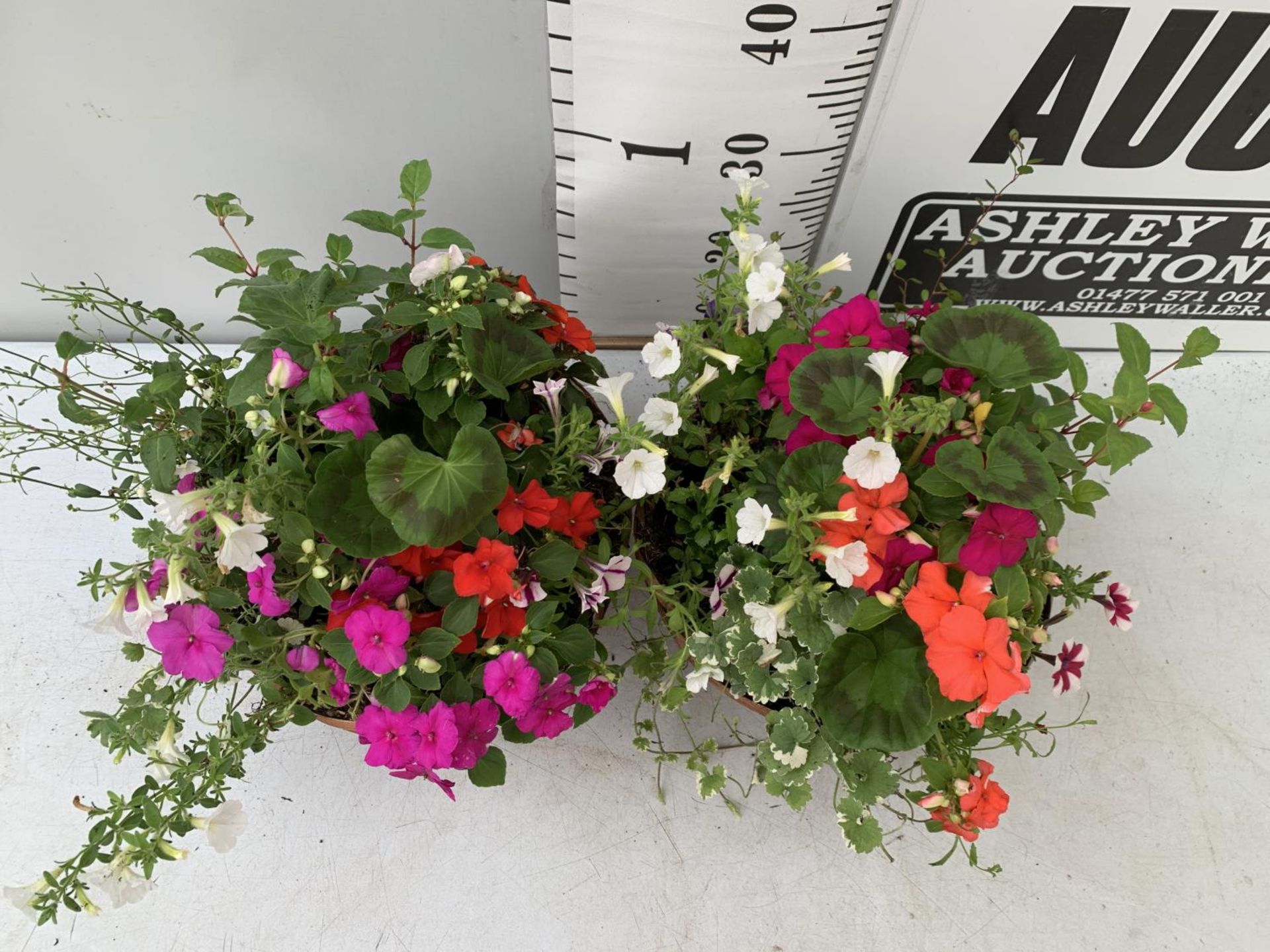TWO WICKER HANGING BASKETS WITH MIXED BASKET AND TRAILING PLANTS TO ...