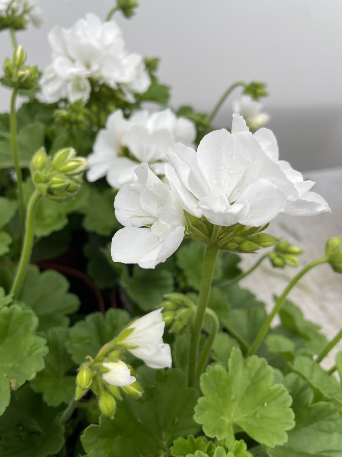 SIX GRANDEUR CLASSIC WHITE GERANIUMS IN ONE LITRE POTS TO BE SOLD FOR THE SIX + VAT - Image 3 of 9