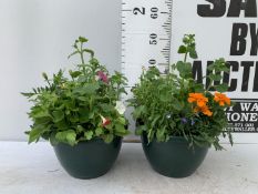 TWO LARGE TUBS PLANTED WITH VARIOUS PLANTS INC MARIGOLDS PETUNIAS FUCHSIA BACOPA ETC IN 7 LTR POTS