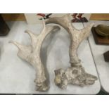 A SET OF ANTLERS