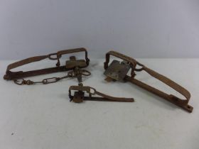 THREE VINTAGE ANIMAL GIN TRAPS, LENGTHS FROM 18CM - 31CM