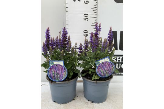 TWO SALVIA NEMOROSA 'SENSATION DEEP BLUE' IN 2 LTR POTS APPROX 40CM IN HEIGHT PLUS VAT TO BE SOLD - Image 1 of 13