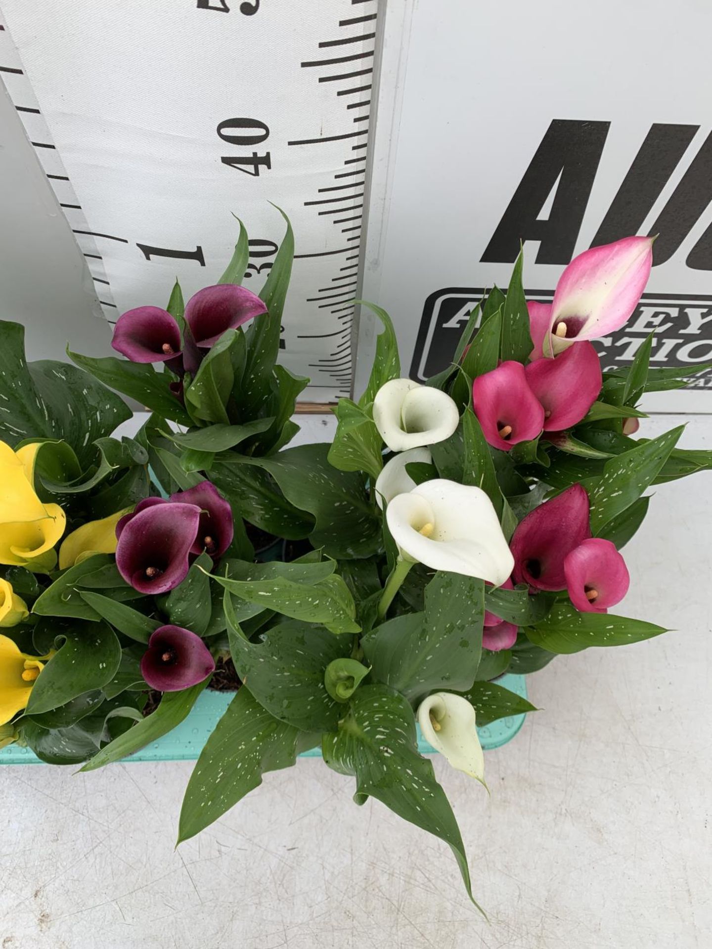 Calla Rudolph 40cm TWELVE ZANTEDESCHIA CALLA LILLIES IN P10 POTS ON A TRAY APPROX 40CM IN ...