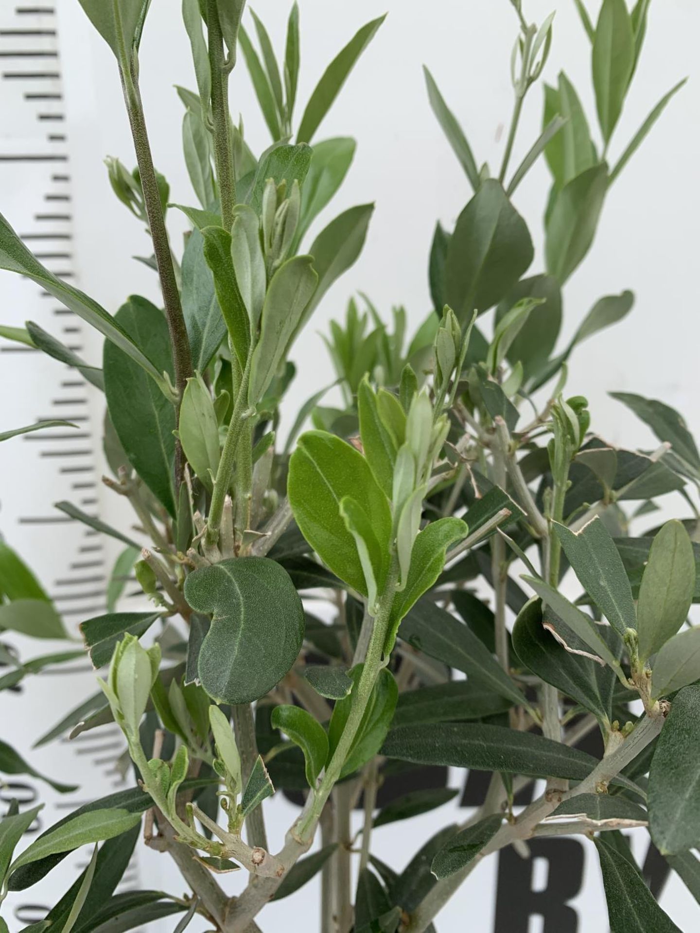 THREE OLIVE EUROPEA STANDARD TREES APPROX 110CM- 120CM IN HEIGHT IN 3 LTR POTS NO VAT TO BE SOLD FOR - Image 5 of 8