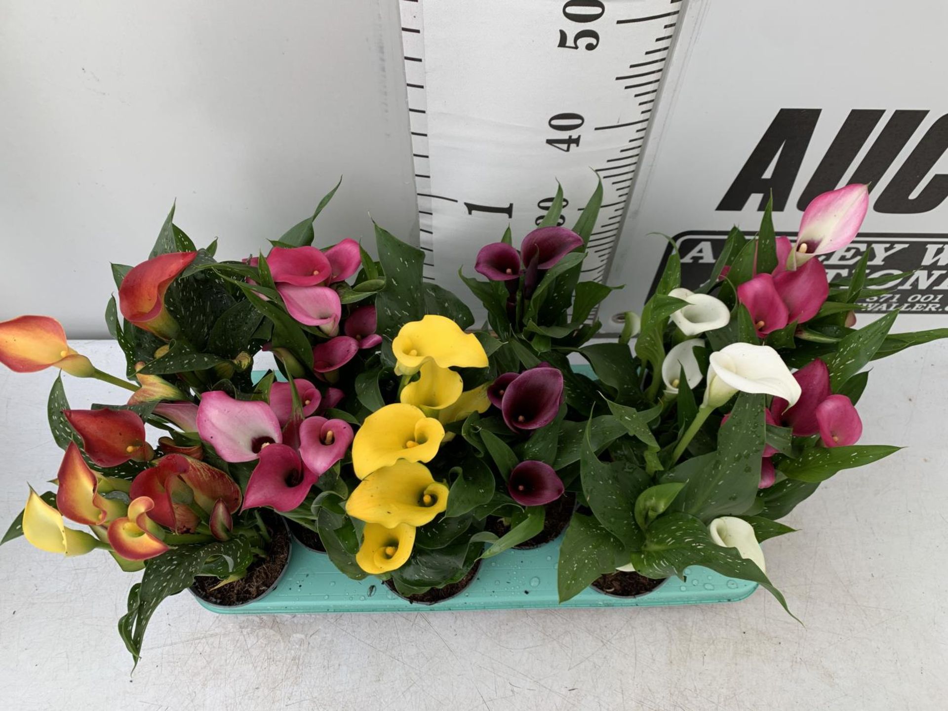 Calla Rudolph 40cm TWELVE ZANTEDESCHIA CALLA LILLIES IN P10 POTS ON A TRAY APPROX 40CM IN ...