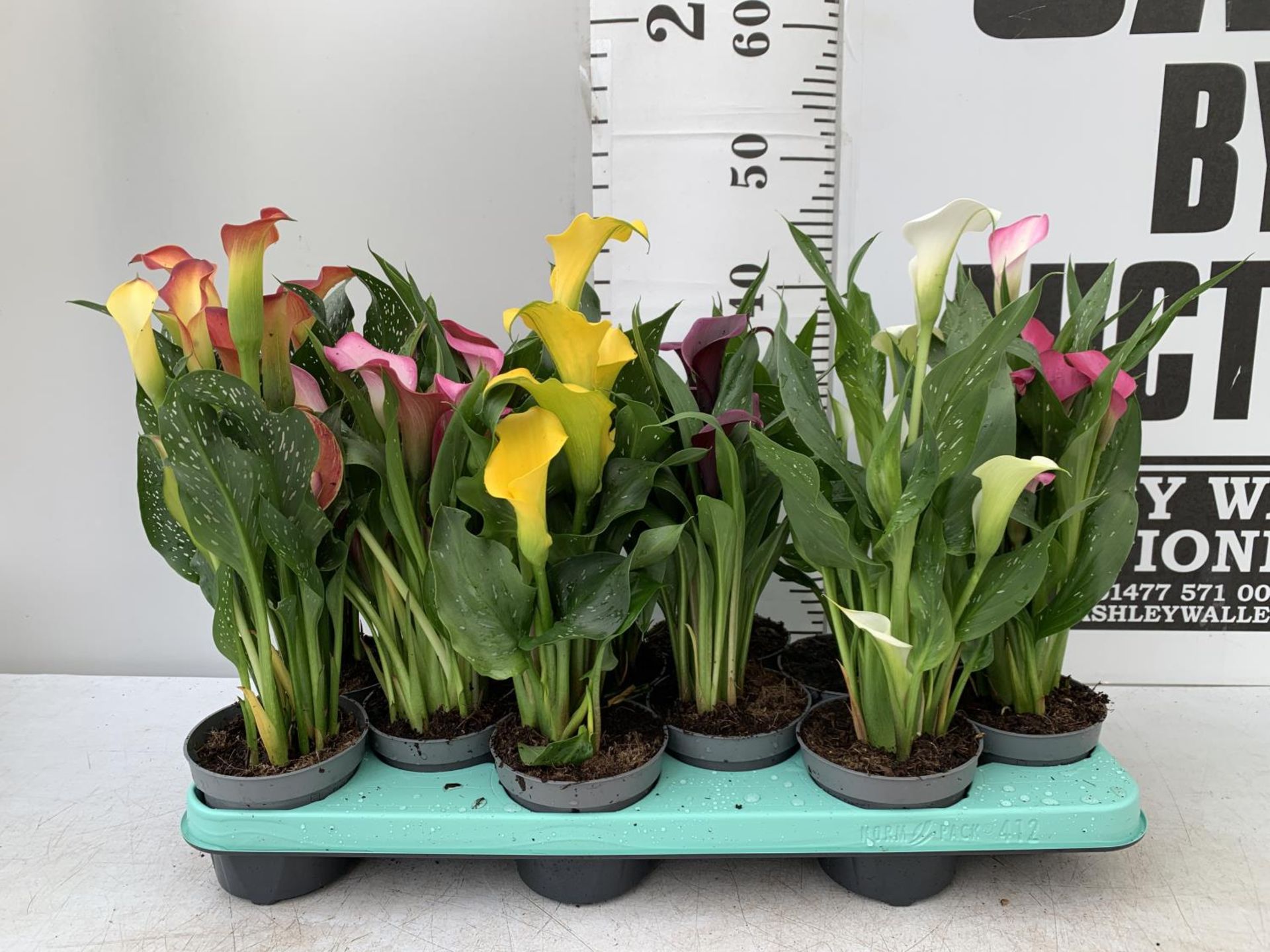 Calla Rudolph 40cm TWELVE ZANTEDESCHIA CALLA LILLIES IN P10 POTS ON A TRAY APPROX 40CM IN ...