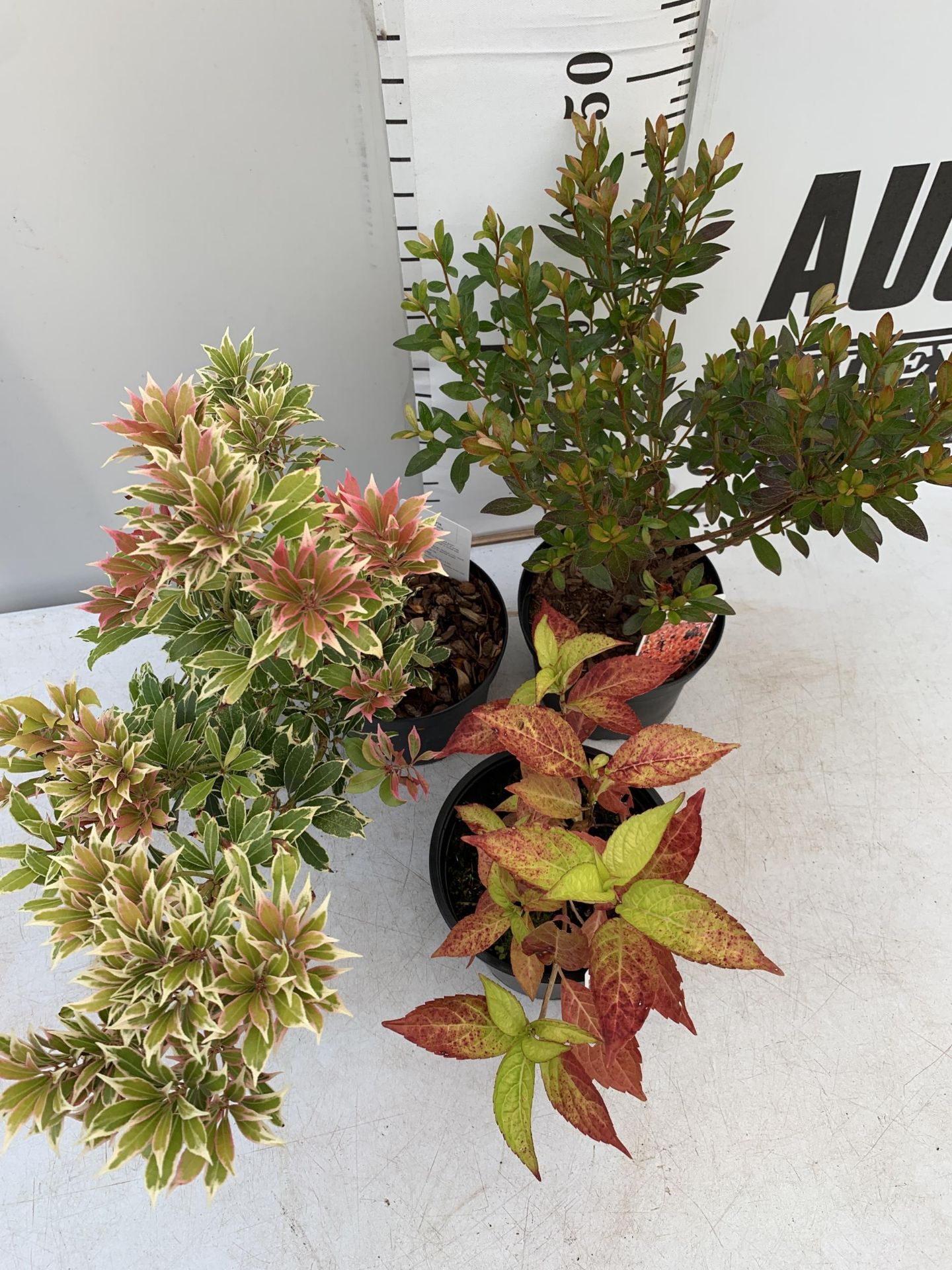 THREE MIXED SHRUBS TO INCLUDE AN AZALEA 'ORANGE BEAUTY', A HYDRANGEA 'MADAME EMILE MOUILLERE' AND - Image 2 of 8