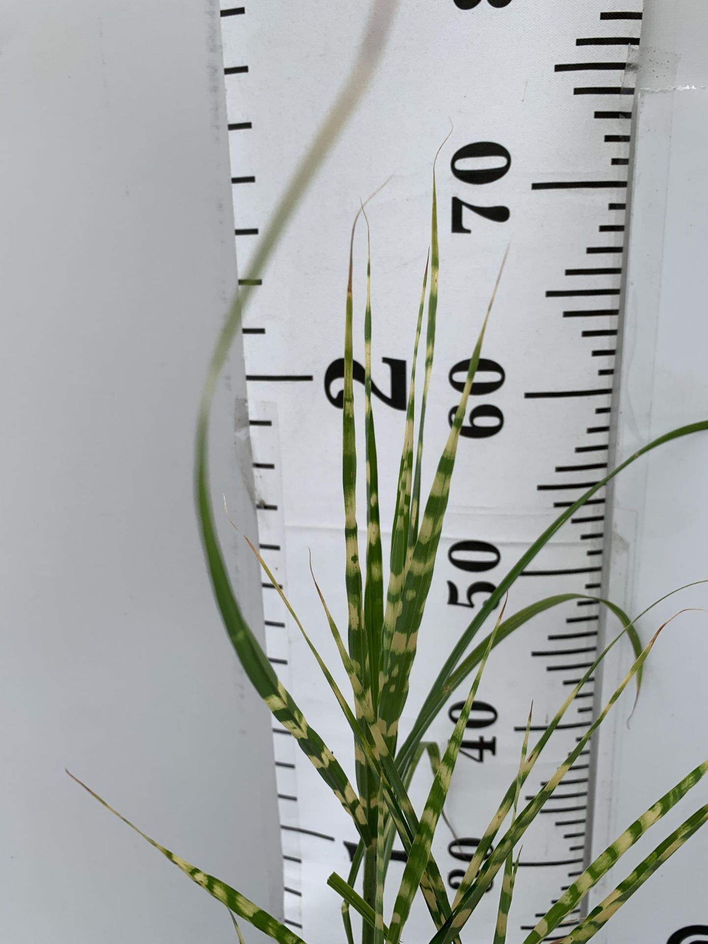 THREE MIXED ORNAMENTAL GRASSES PLUS VAT TO BE SOLD FOR THE THREE - Image 8 of 8