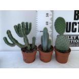 THREE CACTUS HOUSE PLANTS IN 2 LTR POTS APPROX 50CM TALL. TO BE SOLD FOR THE THREE