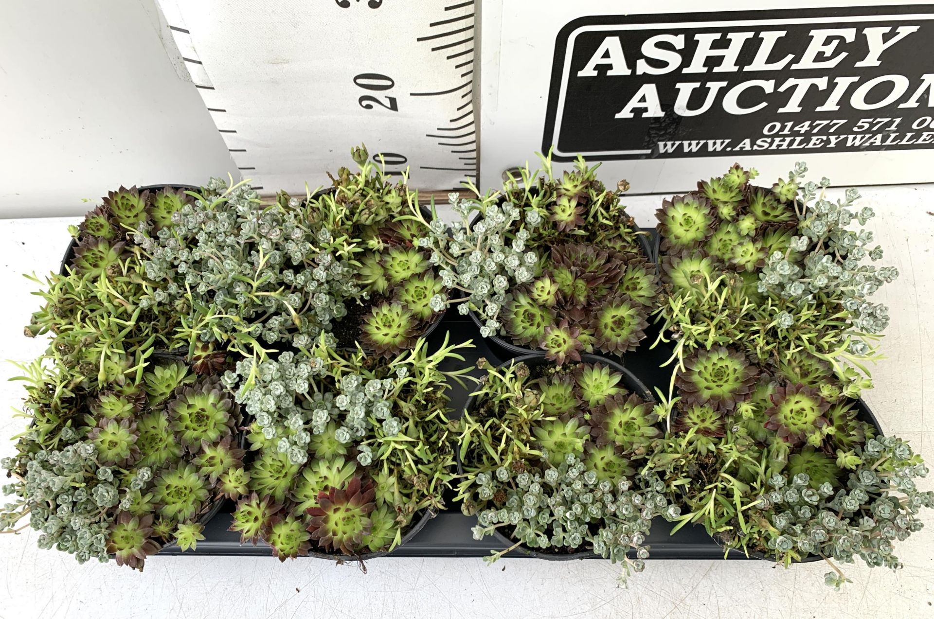 EIGHT VARIETIES OF SEDUM IN 1 LTR POTS ON A TRAY. APPROX 15CM IN HEIGHT TO BE SOLD FOR THE EIGHT - Image 2 of 5